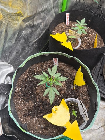 Indoor & Outdoor Grow 6 — vegetative, day 6