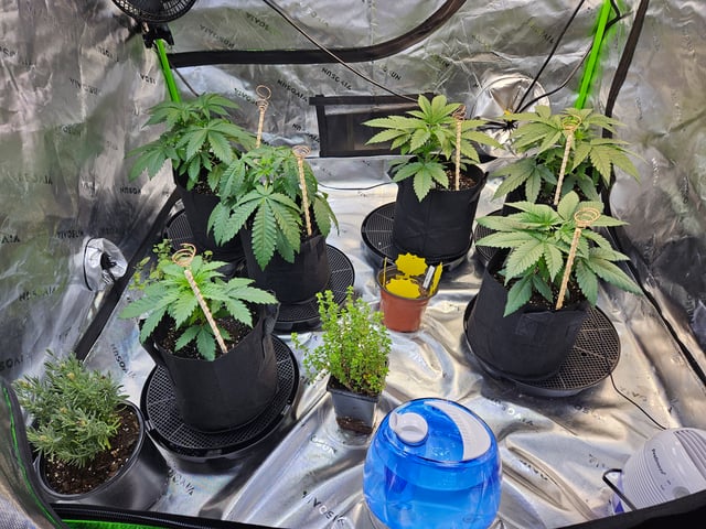 1st Grow — vegetative, day 5