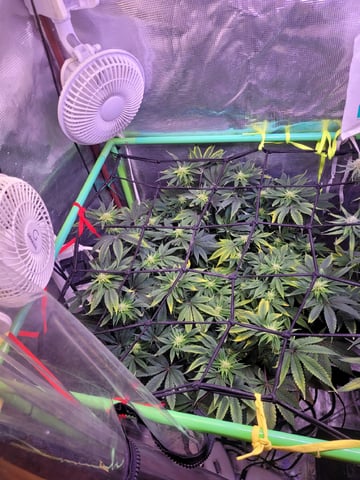 6th Grow — flower, day 64