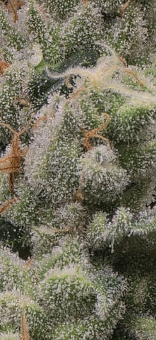 strawberry guava bx — flower, day 27