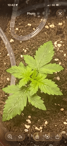 Bruce Banner (Auto) — vegetative, day 7