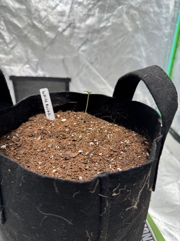 white runtz auto flower — seedling_rooting, day 7