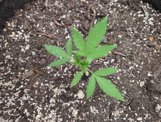 Gorilla Cookies Auto — seedling_rooting, day 14