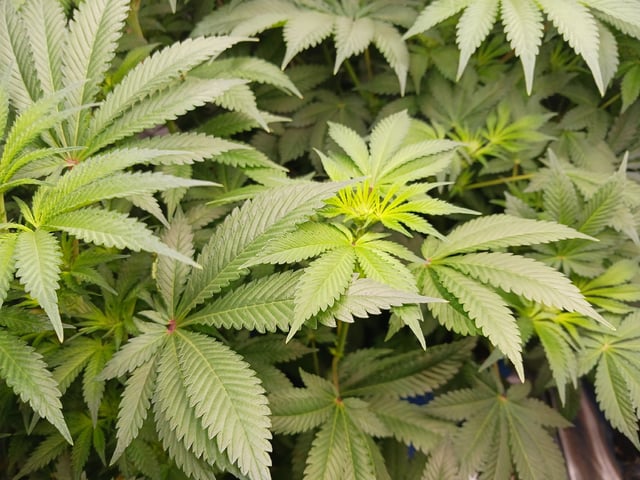 9lbhammer feminized  — flower, day 43