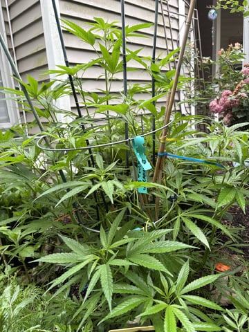 Grimm Glue  — vegetative, day 5
