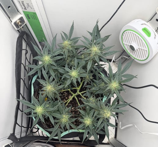 Indoor & Outdoor Grow 6 — flower, day 61