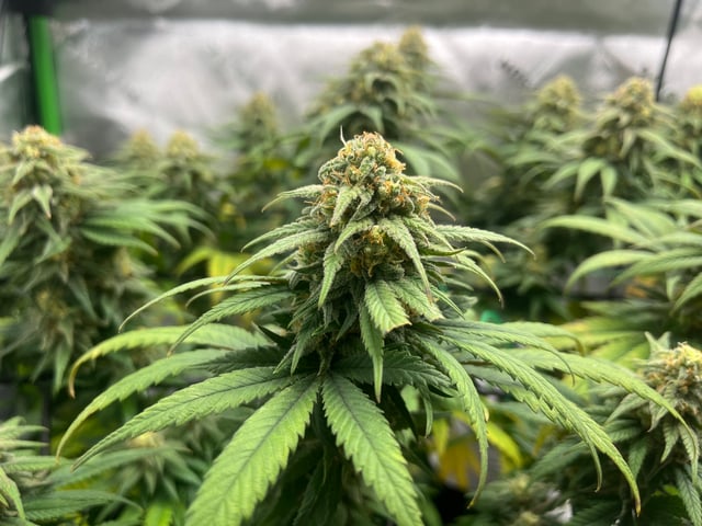 Blue Dream Photos — flower, day 95