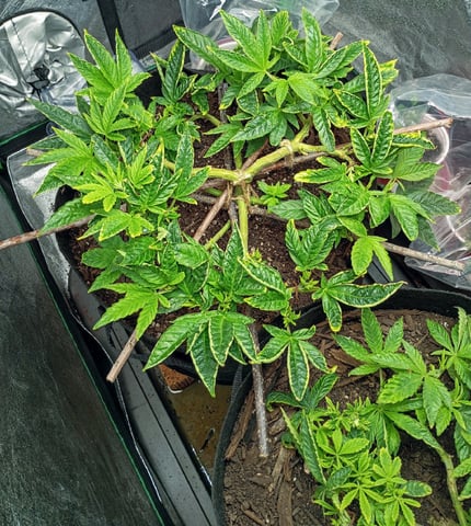 Purple Plum Perfect 💜 & 2 Grape Runtz 🍇 Mainlining garden.  — vegetative, day 136