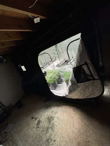 1st Ever Grow (GodFather OG) (Coco) — flower, day 104