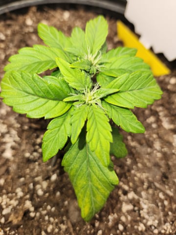 Mephisto Schoolyard Crush Grow-Pop tart OG and Apple Crush — vegetative, day 42