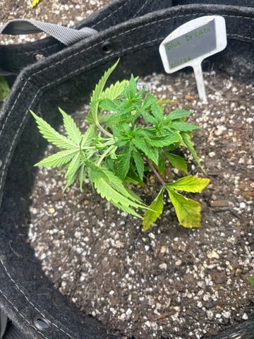 winter 25-26 — vegetative, day 17