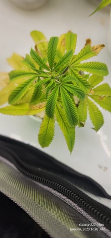 Guava Mints — grow_setup, day 1