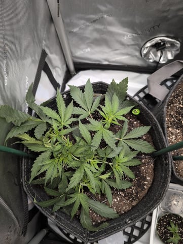 memphisto 3 bears OG, ethos high note r1 — vegetative, day 26