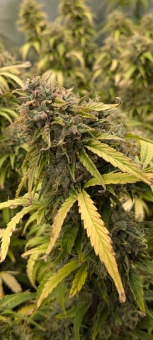 first grow — flower, day 77