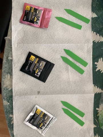 Solfire Gardens Grow — grow_setup, day 1