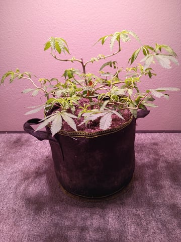 FKAFL — vegetative, day 33