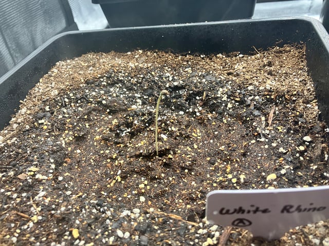 My First Grow — germination, day 5