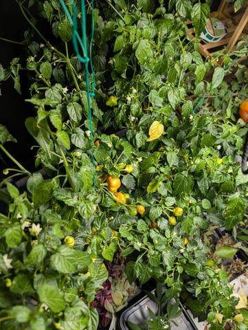 See what grows — vegetative, day 138