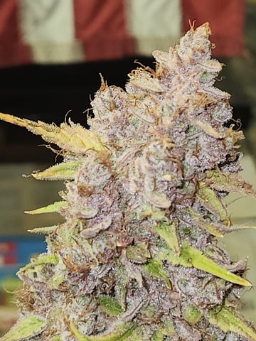 Mephisto Apple Crush and Pop tart OG in Nature's Living Soil.  — harvest, day 91