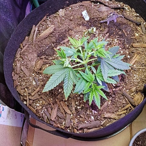 Purple Plum Perfect 💜 & 2 Grape Runtz 🍇 Mainlining garden.  — vegetative, day 91