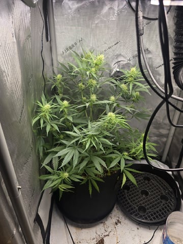 Coco Grow — flower, day 67
