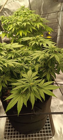 First Time Growing 