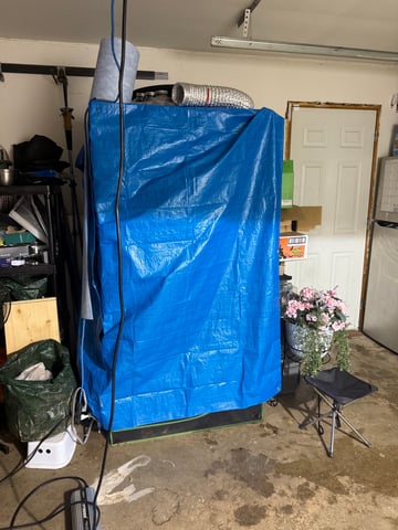 indoor trellis tie down  — vegetative, day 57