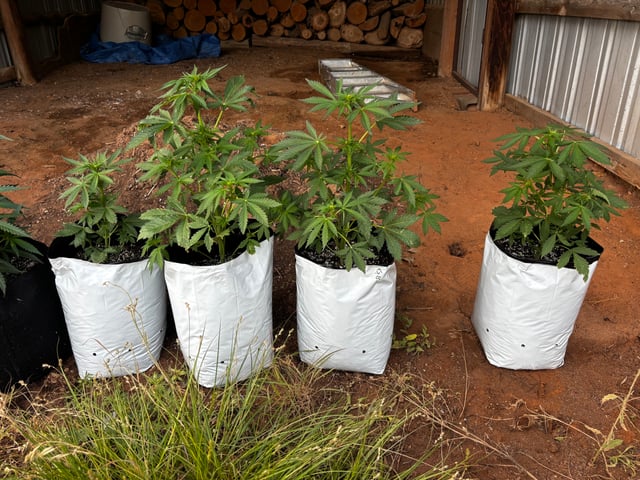 Autoflowers — flower, day 31