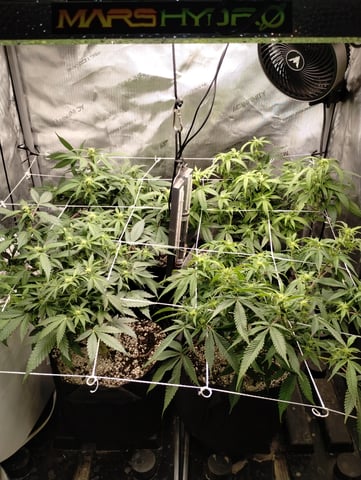 Second Grow — flower, day 7