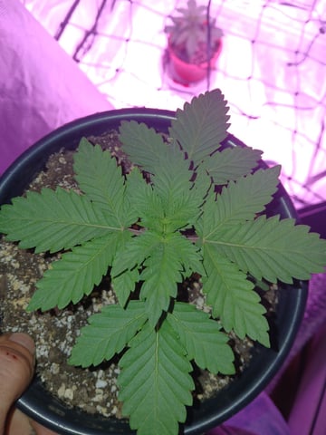 CountryG  — seedling_rooting, day 23