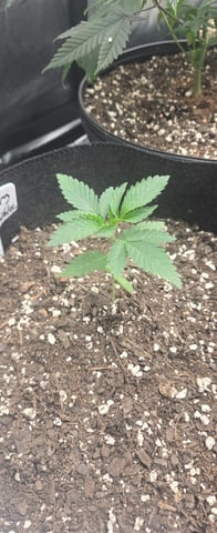 DeathStar, Grease Monkey, Goat Latto, Northern Lights — vegetative, day 39