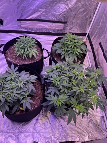 Indoor Grow  — vegetative, day 7