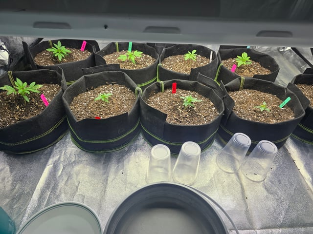 3rd Auto Grow — seedling_rooting, day 33