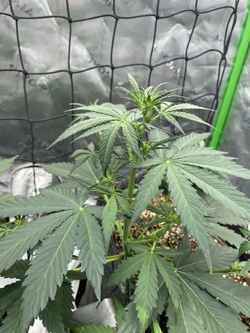 Royal Dwarf — vegetative, day 31