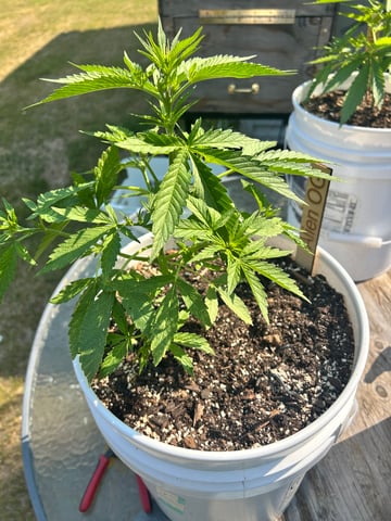 First ever grow — flower, day 48