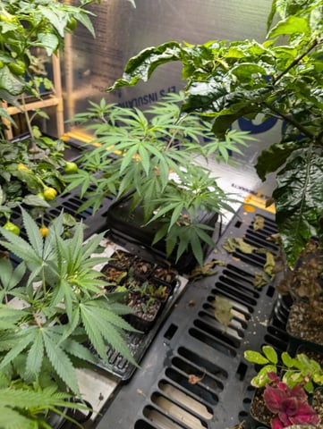 Black African Magic — vegetative, day 48