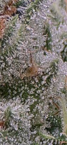 strawberry guava bx — flower, day 24