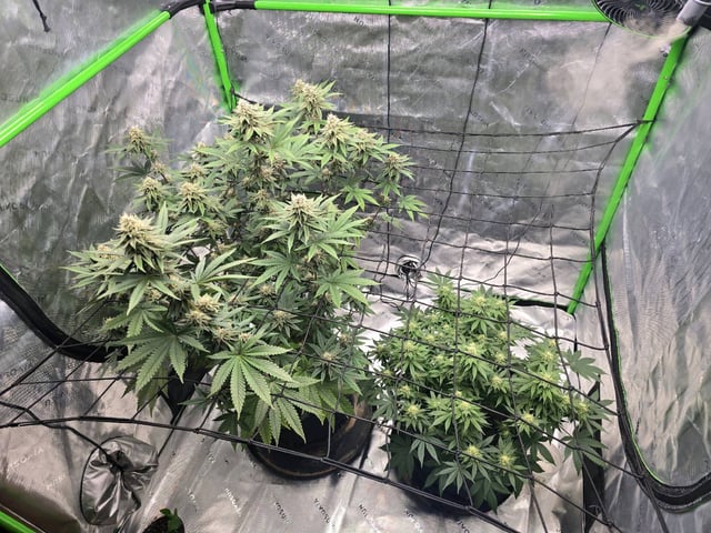 2nd grow round 2 — flower, day 80