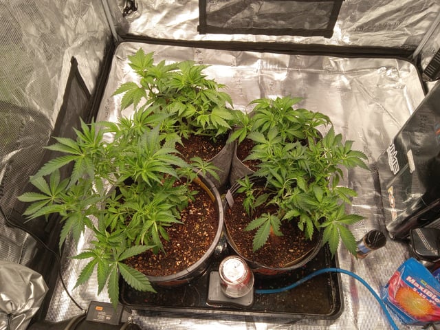 critical purple kush x peyote wifi  in the auto pot system tray 2 grow with added microhazian to the coco coir  — vegetative, day 40