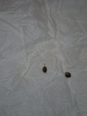 OG Kush Auto — germination, day 17