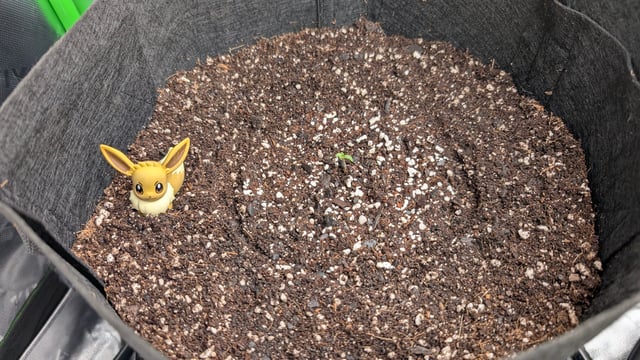 Strawberry Cheesecake Seedsman Seeds Autoflowers x2 — seedling_rooting, day 3