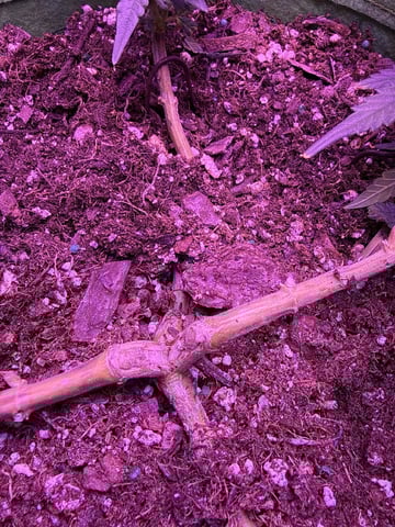 First time growing  — auto, day 43