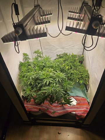 PITA — flower, day 65