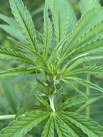 2026 Outdoor — flower, day 85