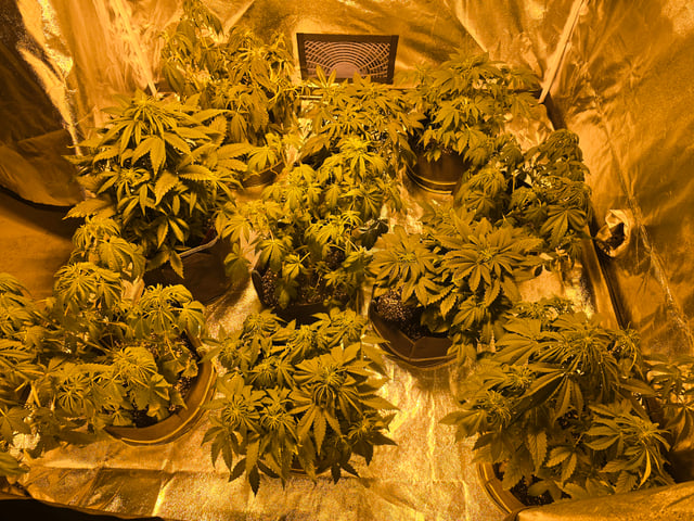 2nd Autoflower Indoor Grow — flower, day 40