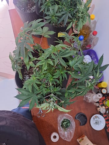 Yeti's Perpetual — vegetative, day 53