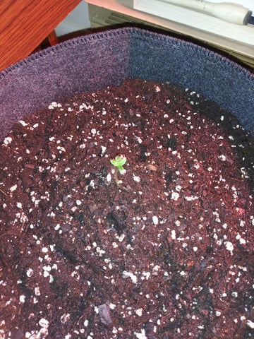 First Grow — vegetative, day 49