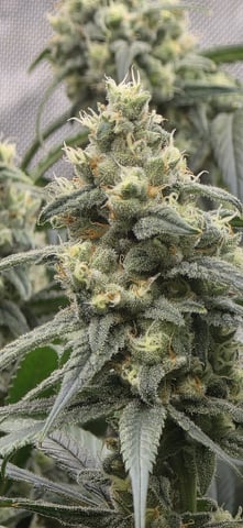 strawberry guava bx — flower, day 11