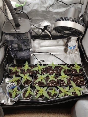 Unknown Seeds — seedling_rooting, day 15
