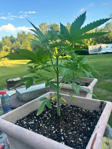 White Widow Twins — vegetative, day 38